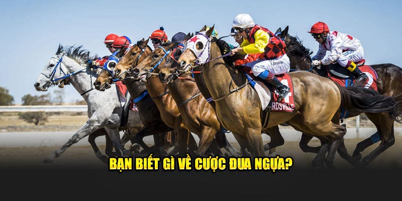 Bạn biết gì về cược đua ngựa?