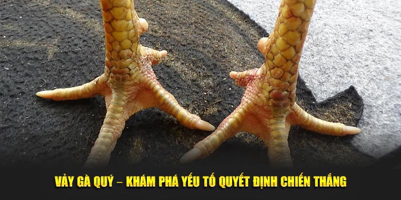 Bạn biết gì về vảy gà quý?
