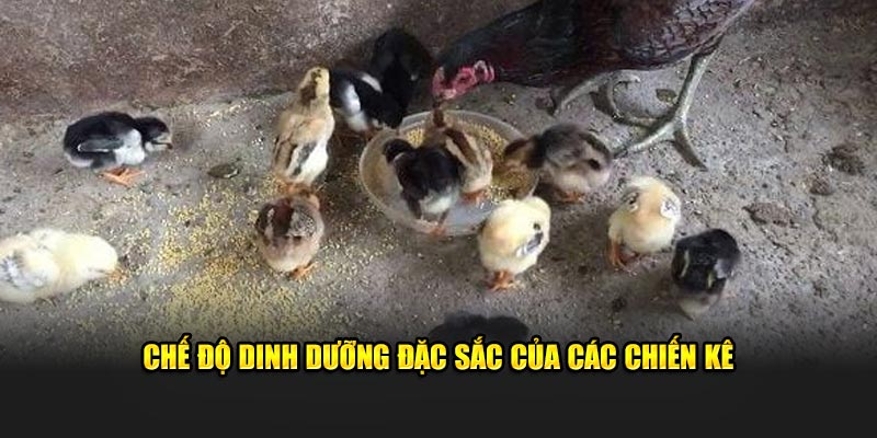 Chế độ dinh dưỡng đặc sắc của các chiến kê