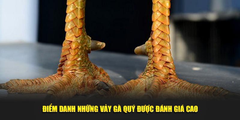 Điểm danh những vảy gà quý được đánh giá cao