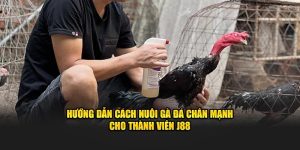 Hướng Dẫn Cách Nuôi Gà Đá Chân Mạnh Cho Thành Viên J88