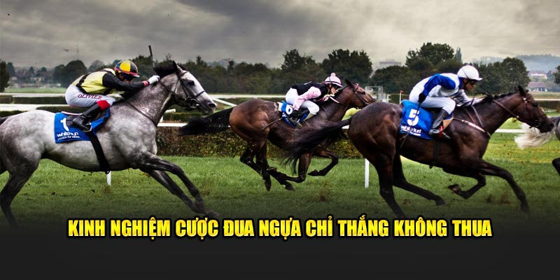 Kinh nghiệm cược đua ngựa chỉ thắng không thua
