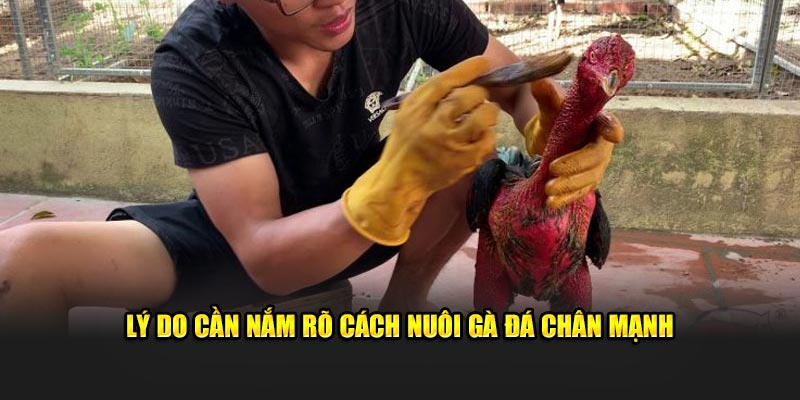 Lý do cần nắm rõ cách nuôi gà đá chân mạnh