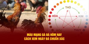 Màu Mạng Gà Đá Hôm Nay: Cách Xem Ngày Đá Chuẩn Xác