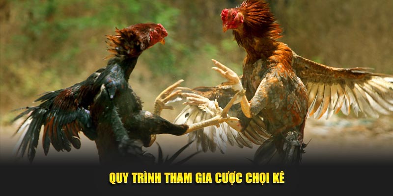 Quy trình trải nghiệm cược chọi kê
