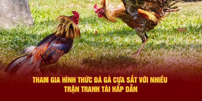 Tham gia hình thức đá gà cựa sắt với nhiều trận tranh tài hấp dẫn