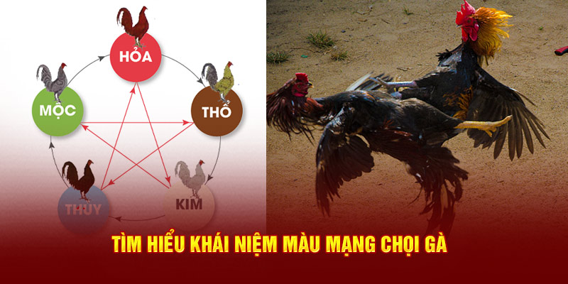 Tìm hiểu khái niệm màu mạng chọi gà
