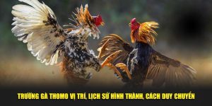 Đá Gà Trường Thomo Vị Trí, Lịch Sử Hình Thành, Cách Duy Chuyển