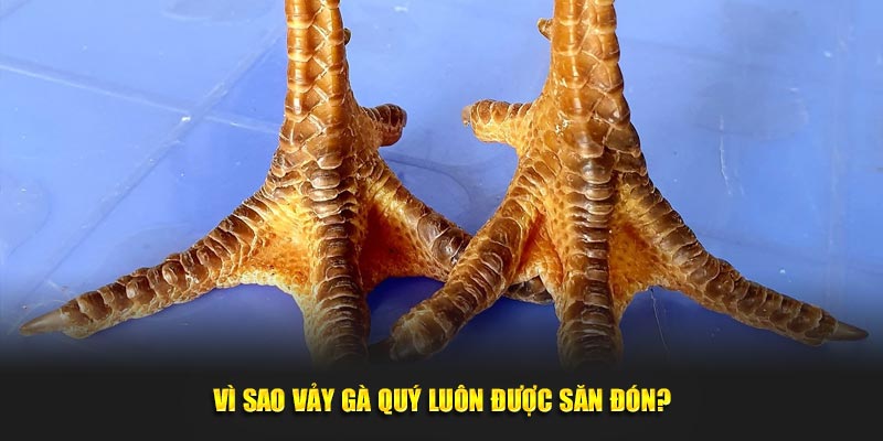 Vì sao vảy gà quý luôn được săn đón?